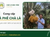 Cà phê chà là nguyên chất là gì? Lợi ích và địa chỉ mua uy tín