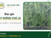 Giá cây giống chà là và cách chọn giống chuẩn cho nhà vườn