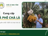 Cà phê chà là nguyên chất là gì? Lợi ích và địa chỉ mua uy tín