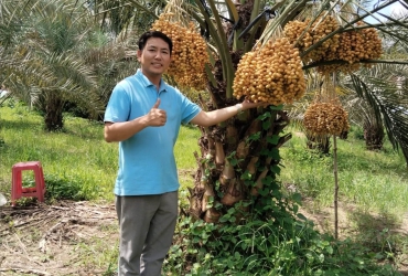 Thu hoạch Chà Là tại Vườn