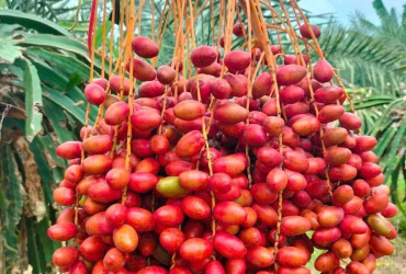 Chà Là Mai Tâm – Ngọt tự nhiên, khỏe mỗi ngày.