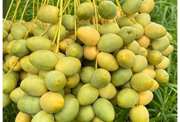 Chà Là Mai Tâm – Ngọt tự nhiên, khỏe mỗi ngày.