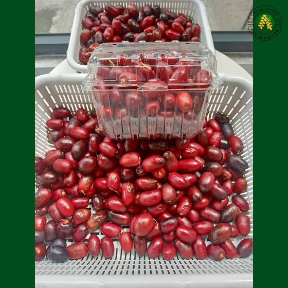 Chà Là Đóng Hộp